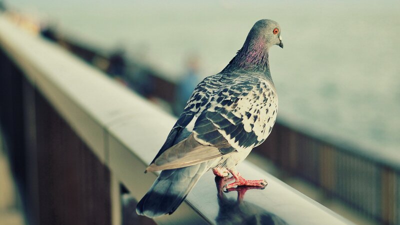 Pigeon on Railing — Gray, Calm, Photograph, Bird