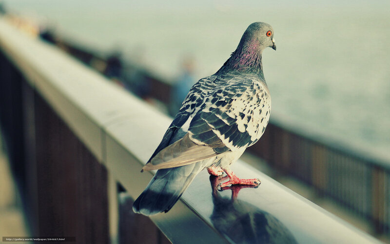 Pigeon on Railing