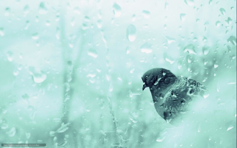 Pigeon on rainy window