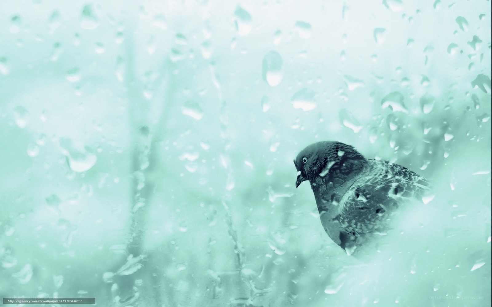 Pigeon on rainy window