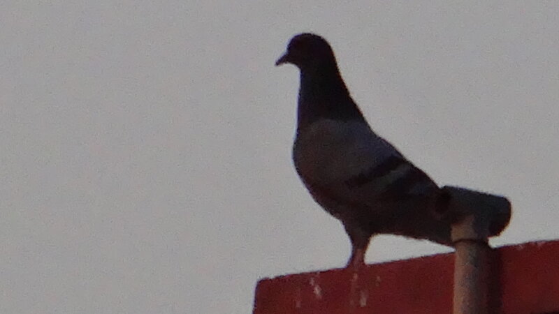 Pigeon on Red Surface