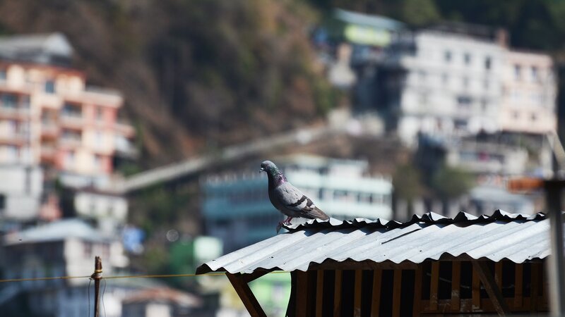 Pigeon on Roof — Gray