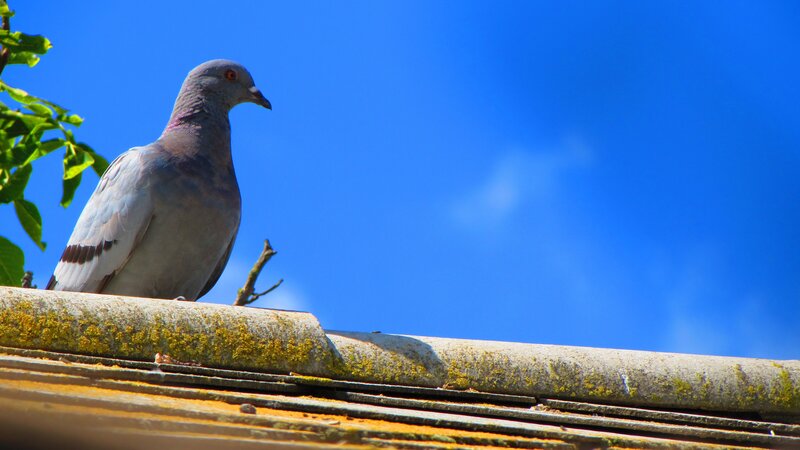 Pigeon on Roof
