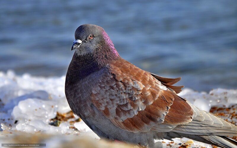 Pigeon on Snowy Ground — Gray