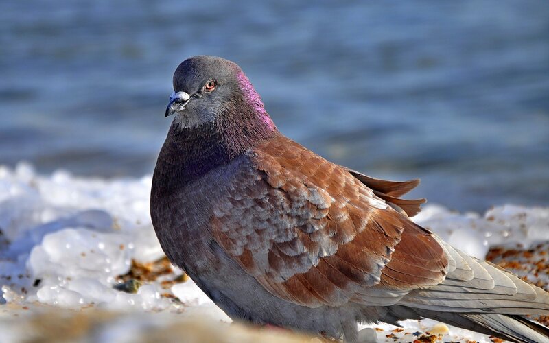 Pigeon on Snowy Ground