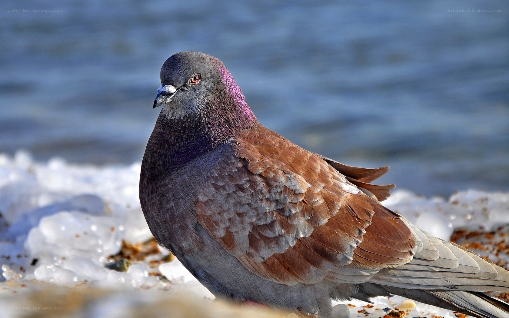 pigeon on snowy shore