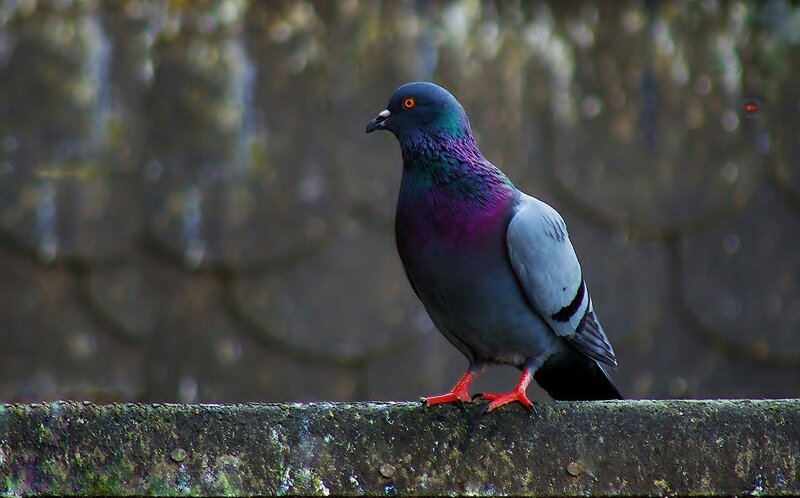 Pigeon on Stone Ledge — Gray