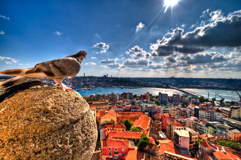 Pigeon on Stone Ledge