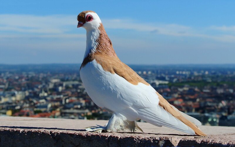 Pigeon on Stone Ledge — White