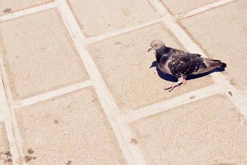 pigeon on stone pavement