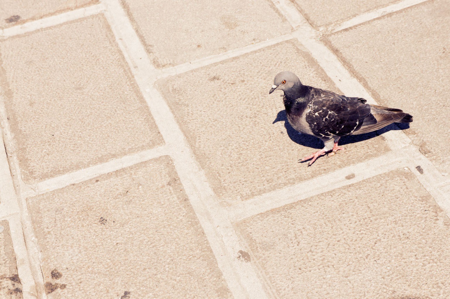 pigeon on stone pavement