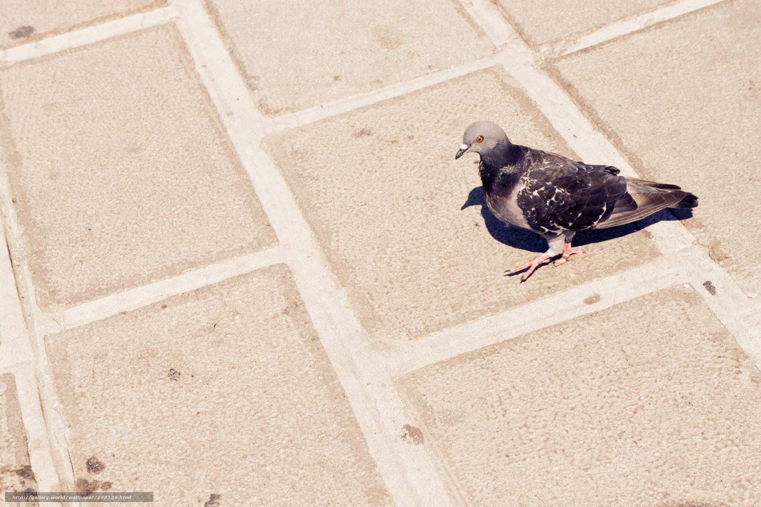 pigeon on stone pavement