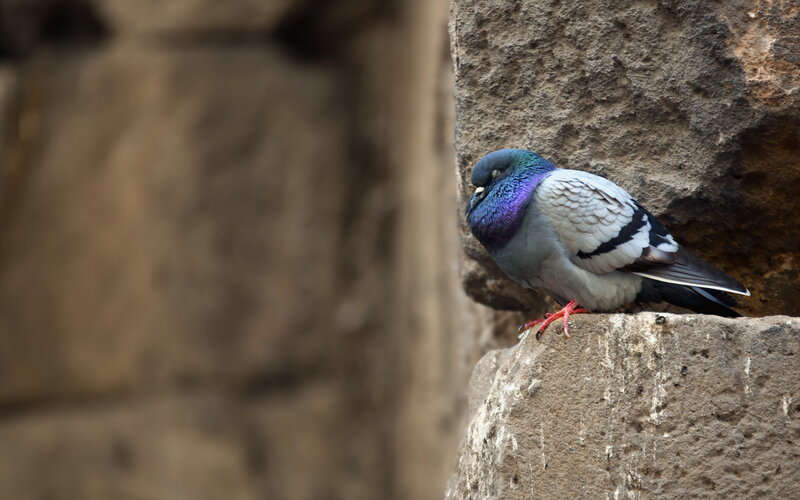 Pigeon on Stone Wall — Gray