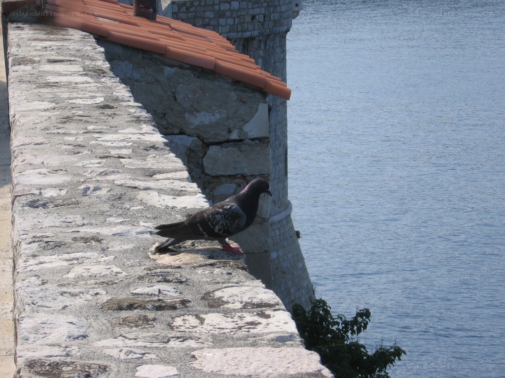 pigeon on stone wall