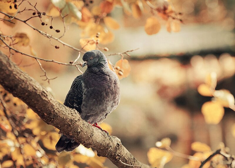 Pigeon on Tree Branch — Brown
