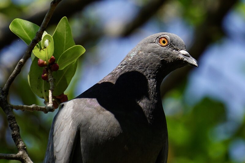 Pigeon on Tree Branch — Gray, Calm