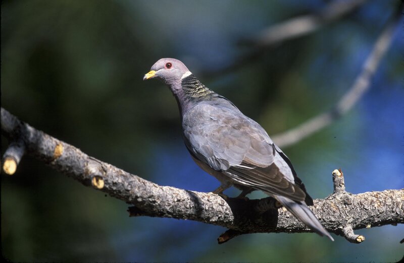 Pigeon on Tree Branch — Gray