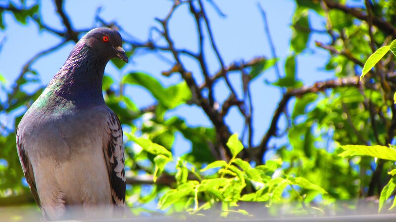 Pigeon on Tree Branch — Green, Calm, Afternoon