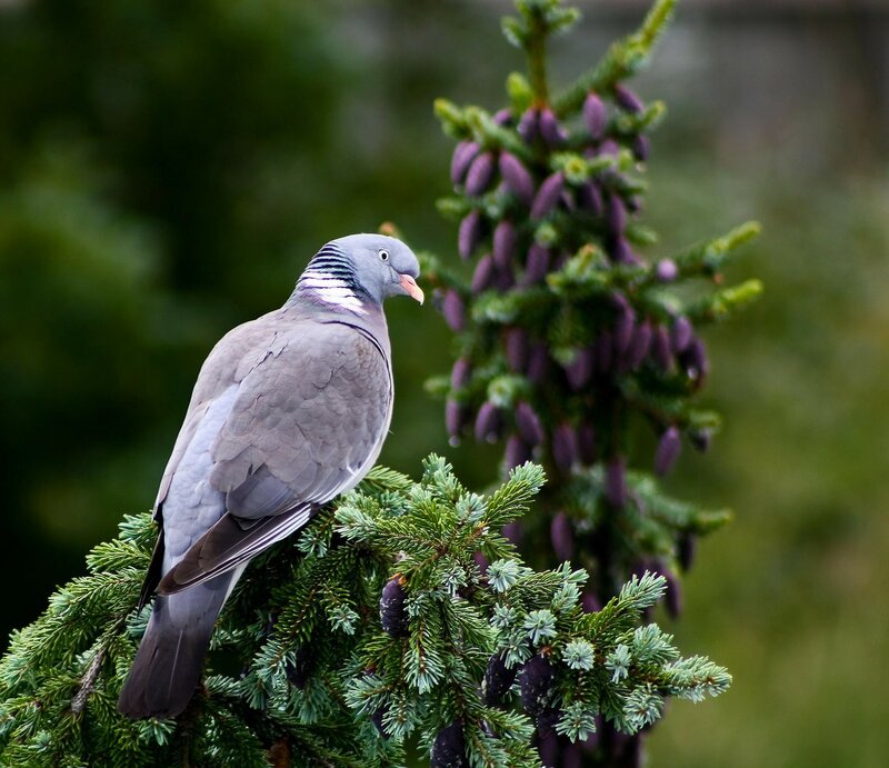 Pigeon on Tree Branch — Green, Calm