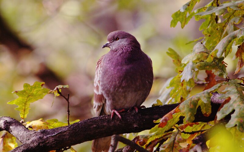 Pigeon on Tree Branch — Green