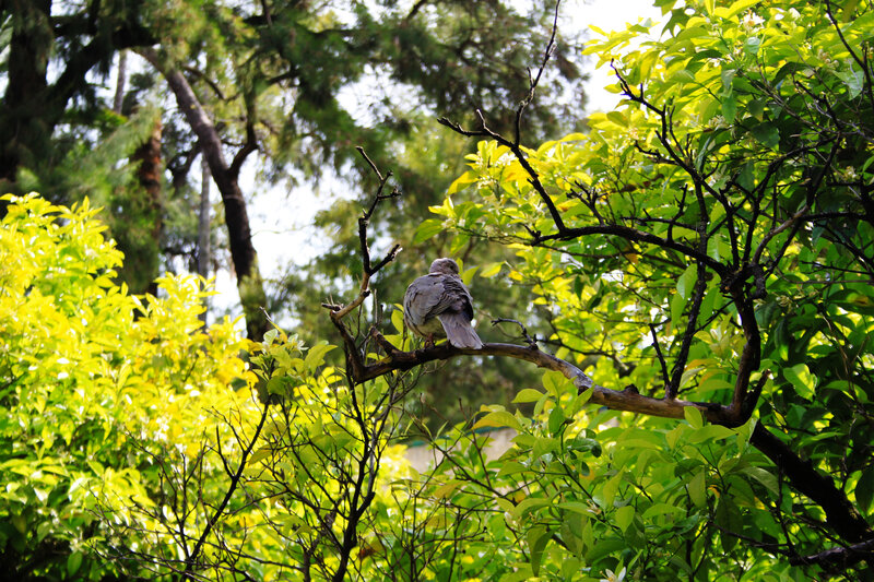 Pigeon on Tree Branch