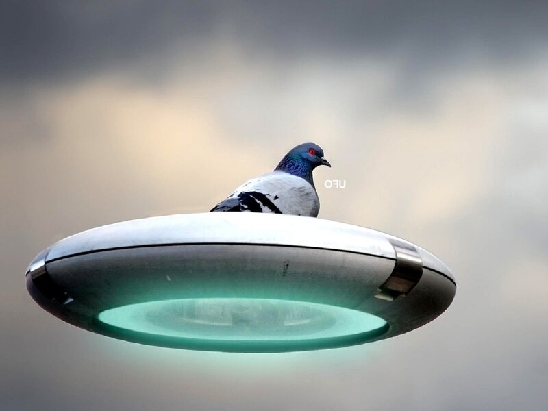 Pigeon on UFO — Gray, Dramatic, Photograph