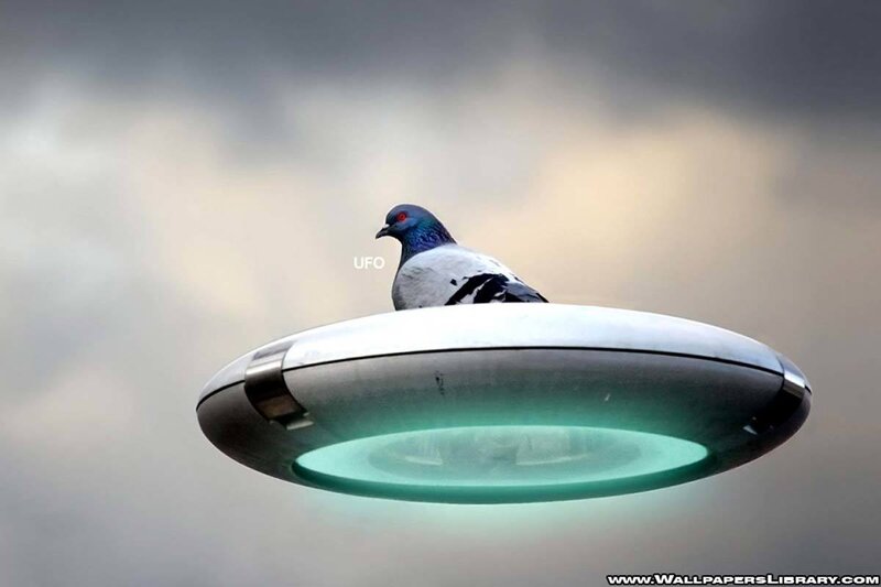 Pigeon on UFO — Gray, Surreal, Digital Art, Bird, Sky