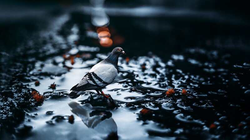 Pigeon on Wet Ground