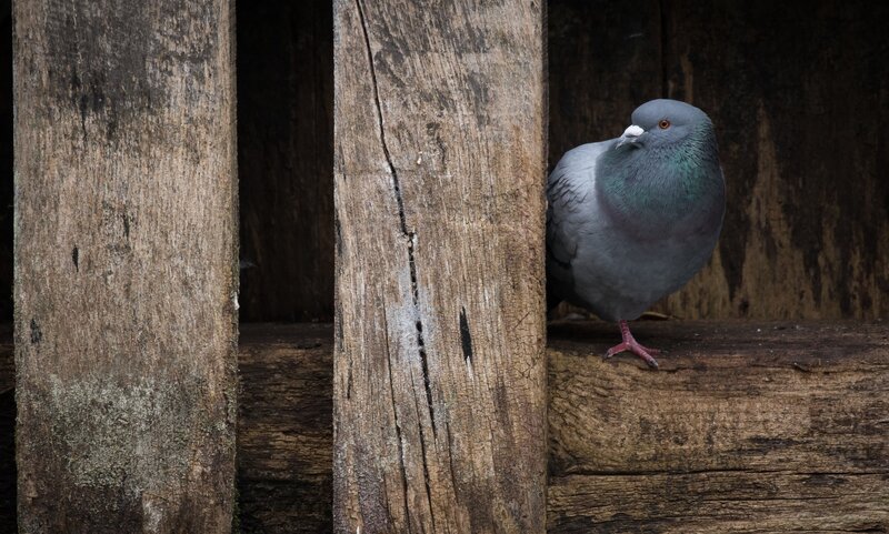 Pigeon on Wooden Beam — Gray, Calm, Photograph