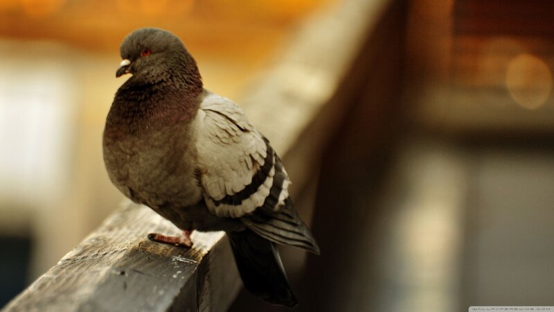 Pigeon on Wooden Beam — Gray, Calm
