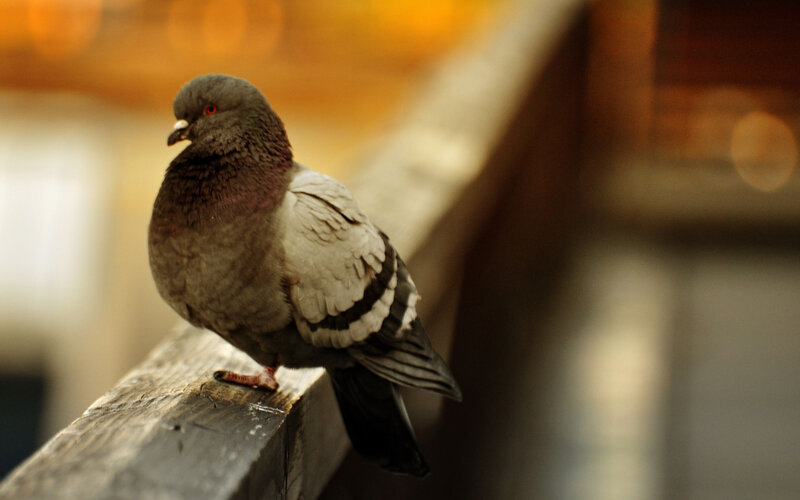Pigeon on Wooden Beam — Gray