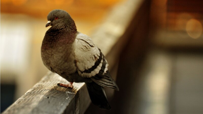 Pigeon on Wooden Beam