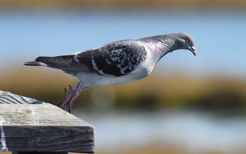 Pigeon on Wooden Post