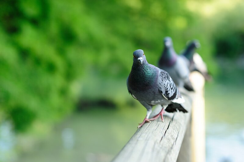 Pigeon on Wooden Rail