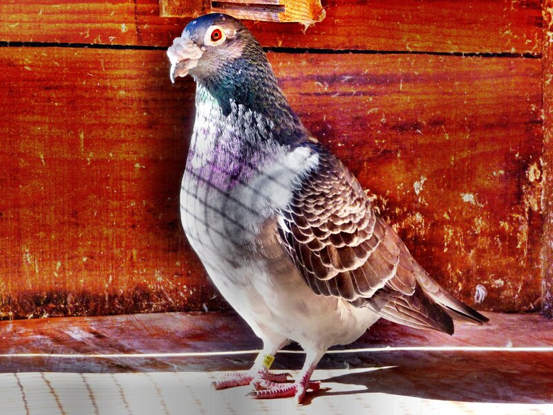 Pigeon on Wooden Surface