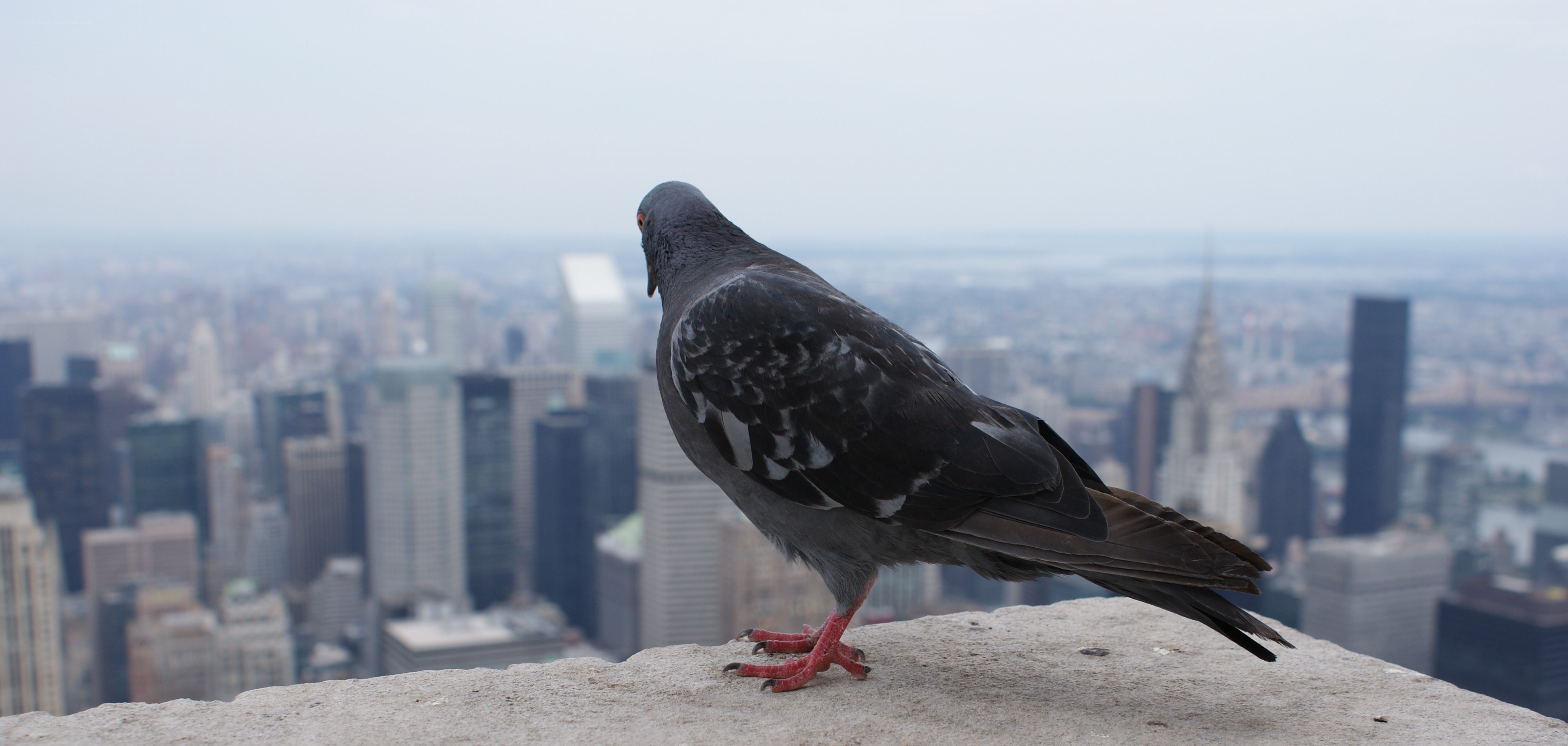 Pigeon overlooking city skyline