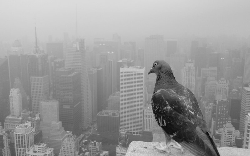 pigeon overlooking city skyline