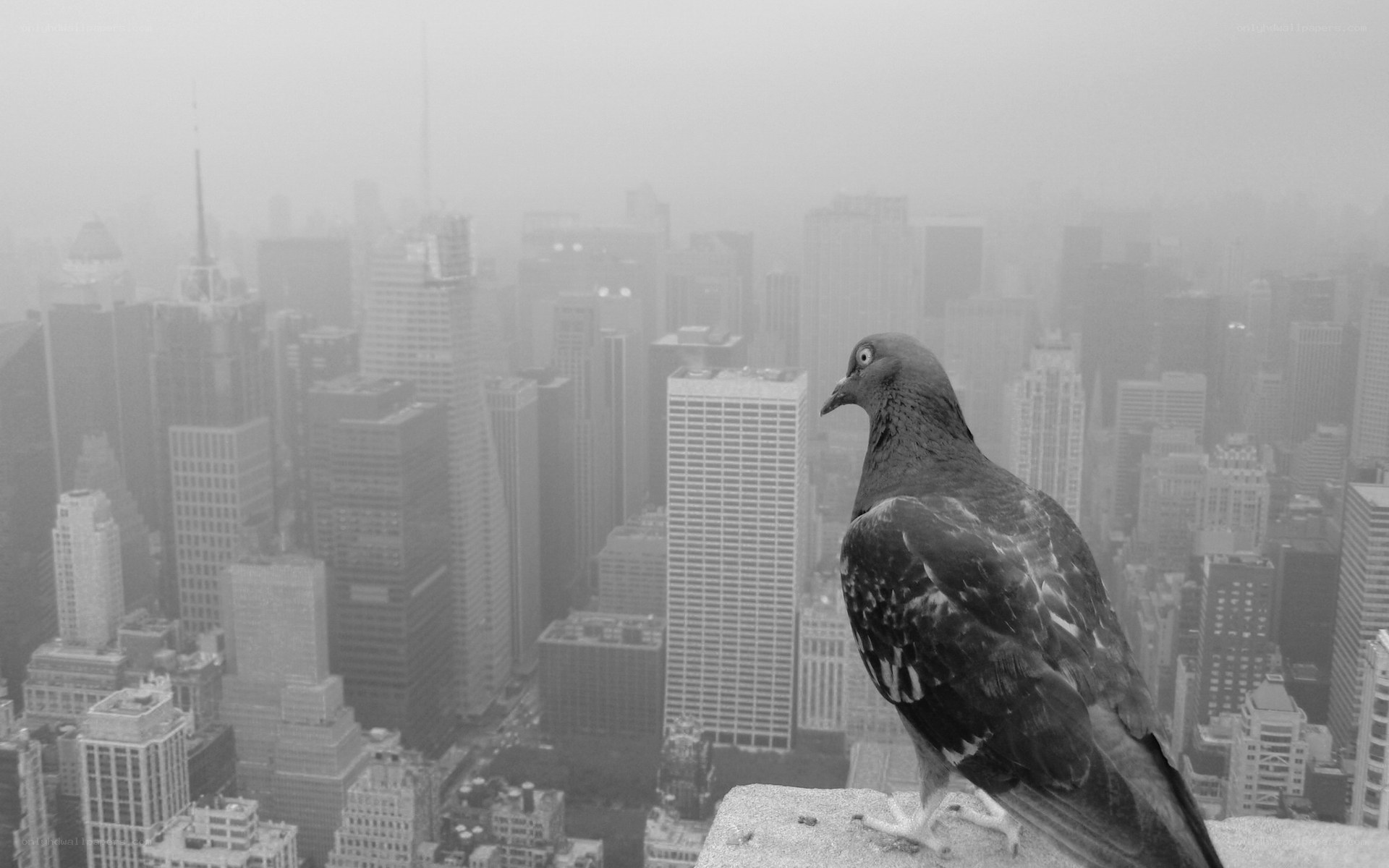 pigeon overlooking city skyline