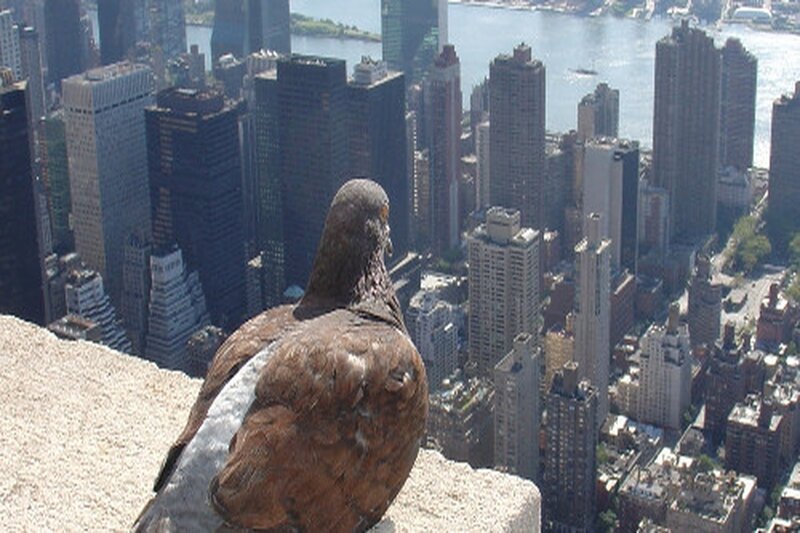 Pigeon overlooking city