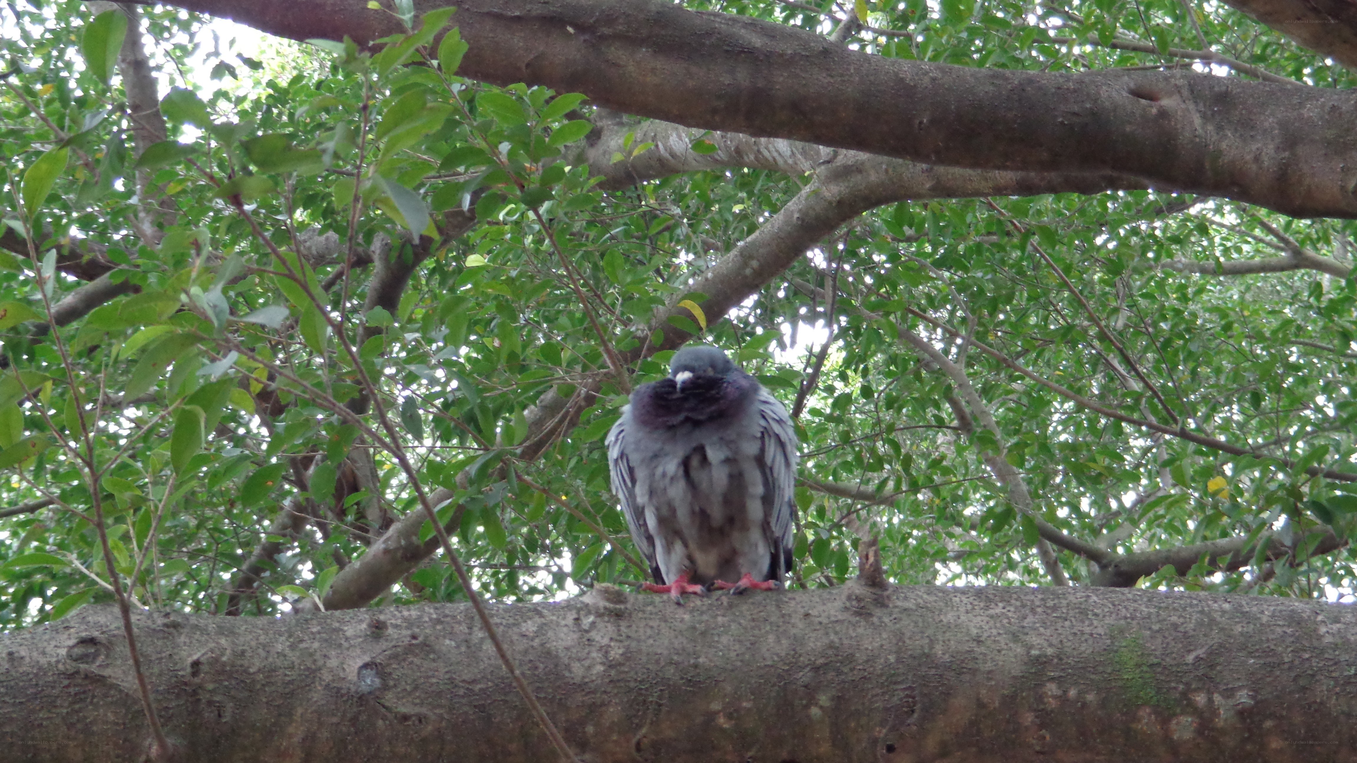Pigeon perched in a tree