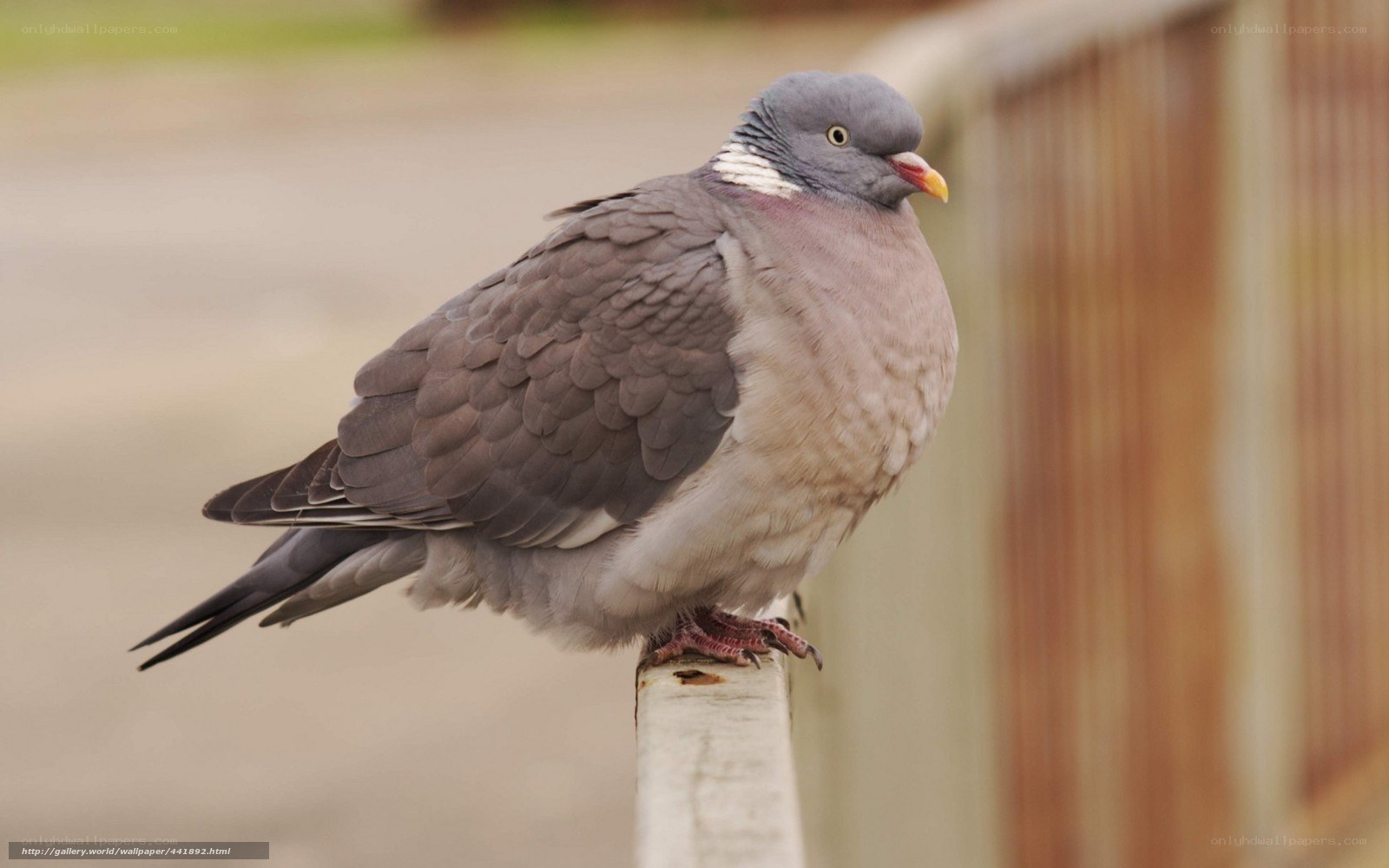 pigeon perched on a fence