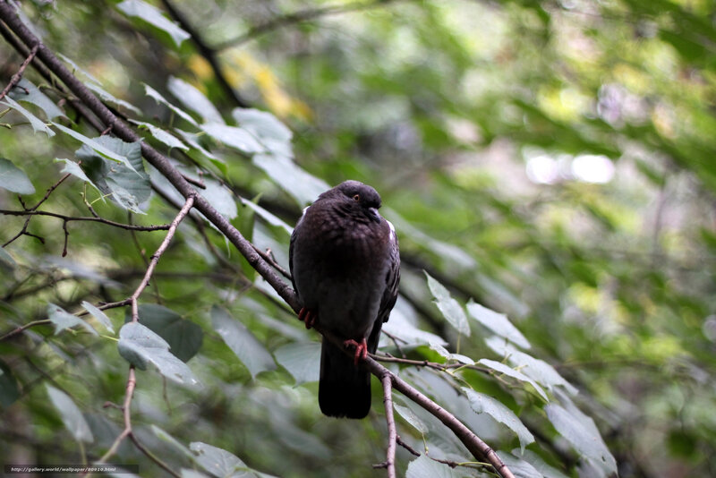 Pigeon perched on a tree branch