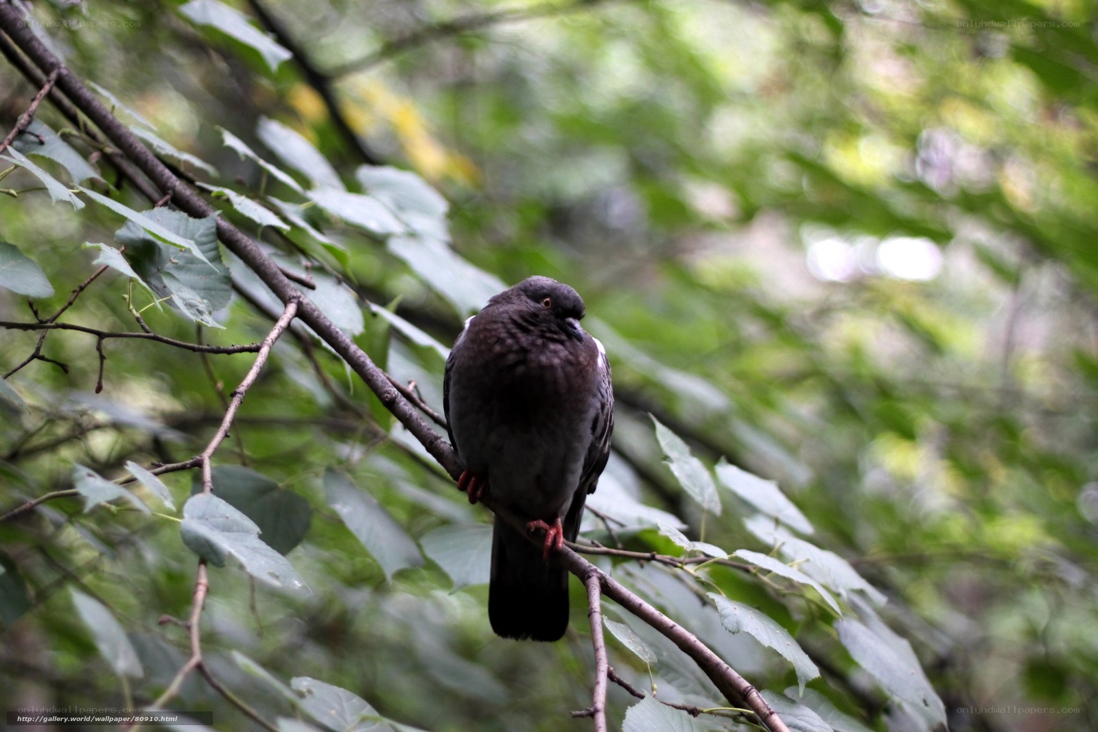 Pigeon perched on a tree branch