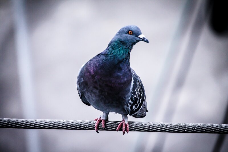 Pigeon perched on a wire