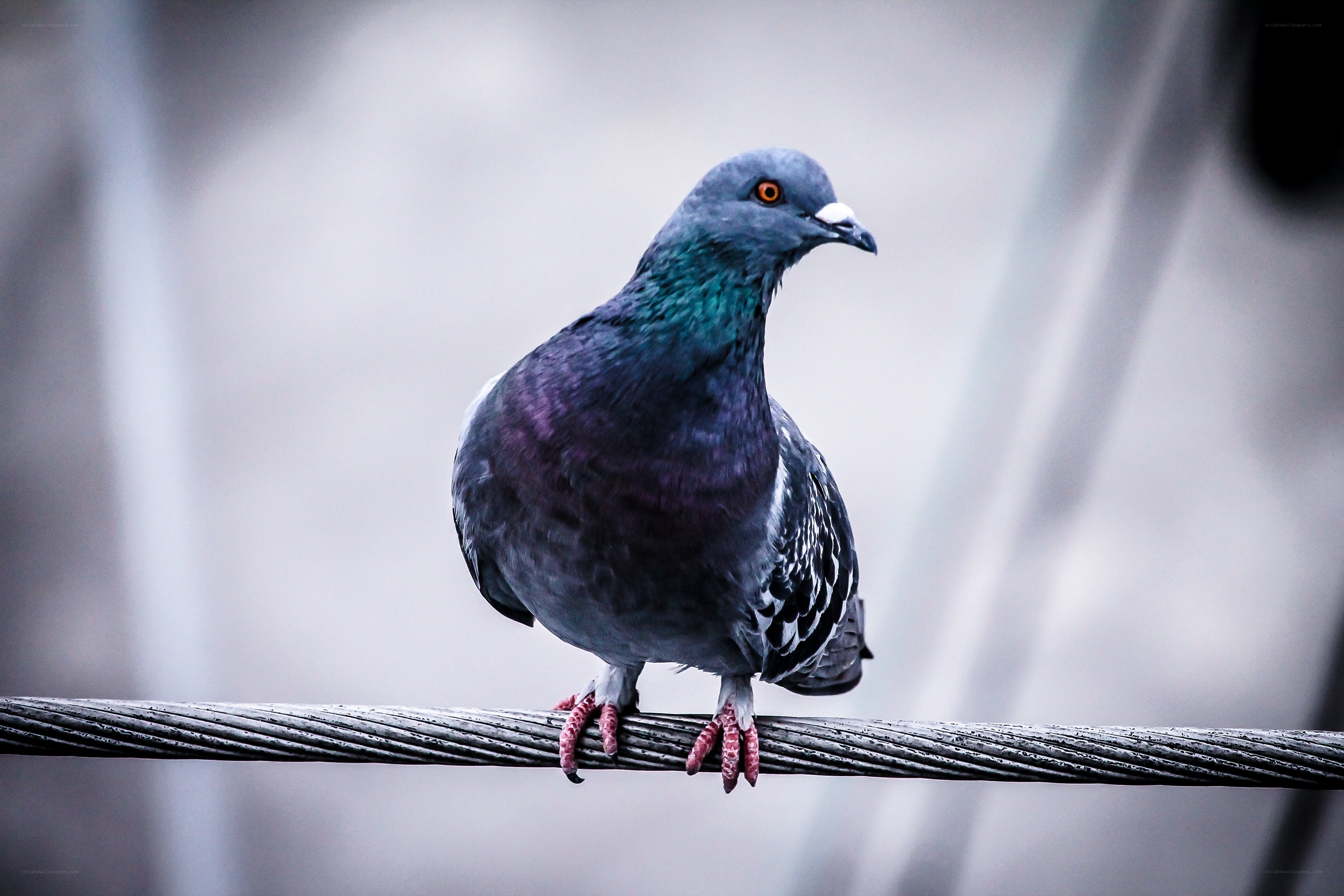 Pigeon perched on a wire