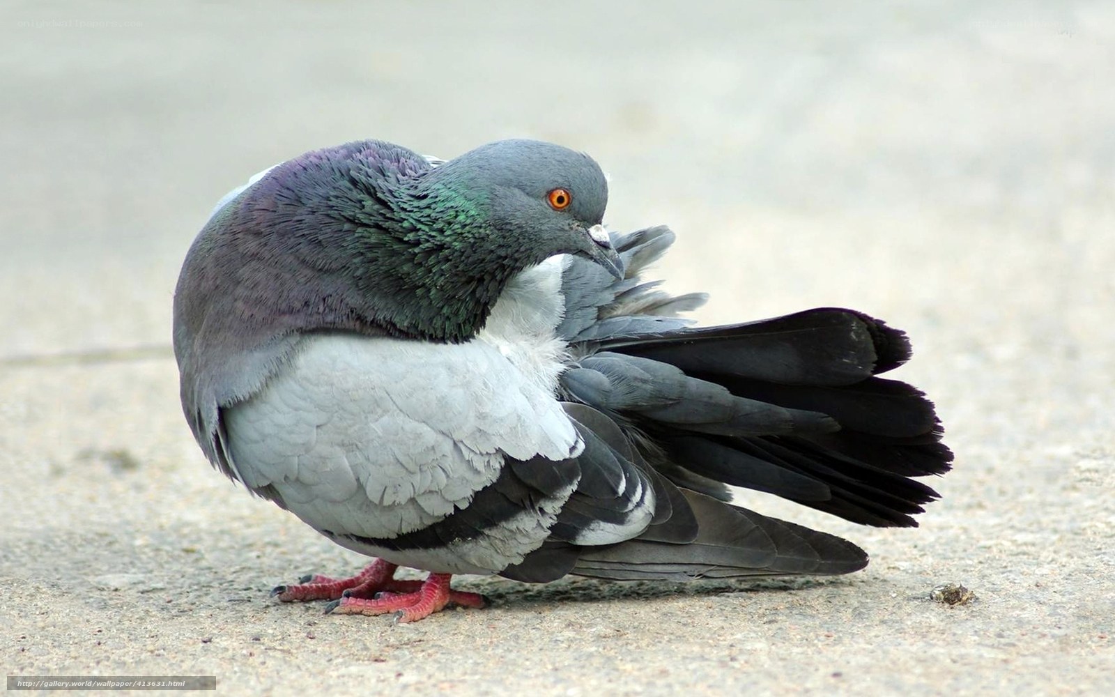 Pigeon preening on pavement