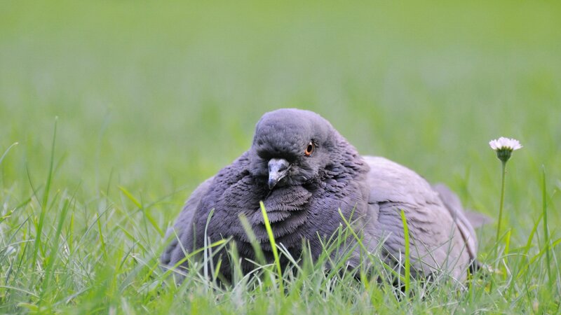 Pigeon resting in grass