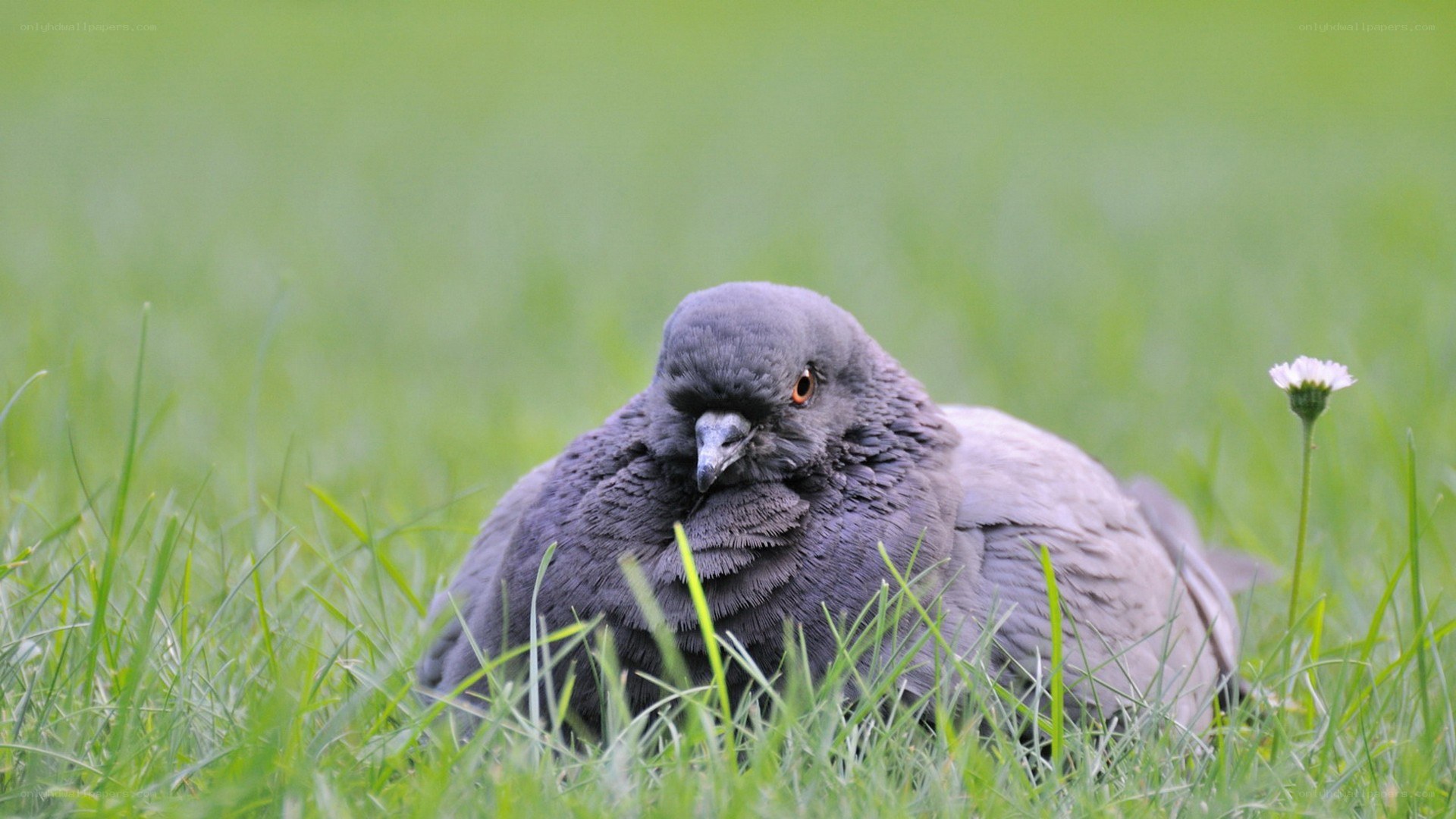 Pigeon resting in grass