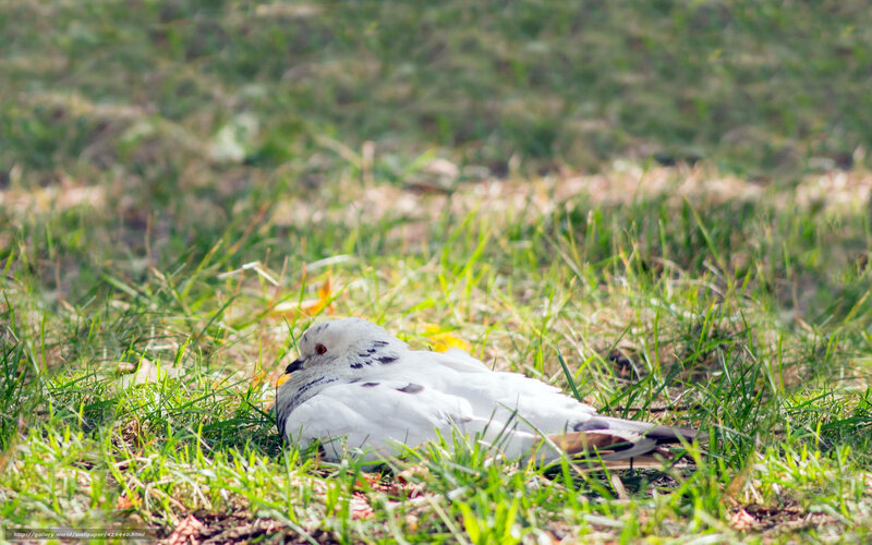 Pigeon resting in grass
