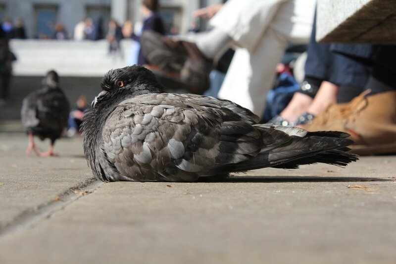 Pigeon resting on pavement